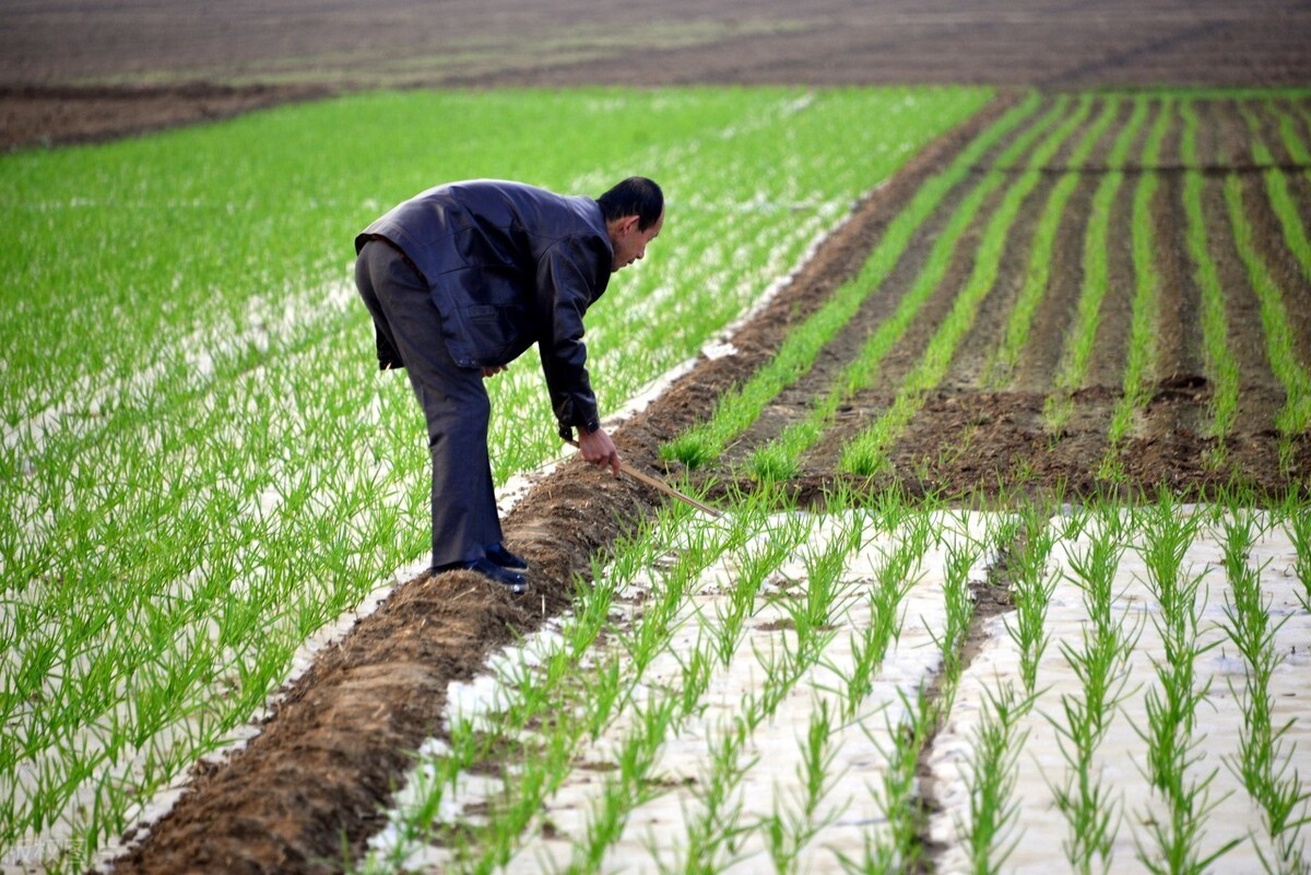 大蒜苗弱怎么壮苗,大蒜生根壮苗防冻套餐
