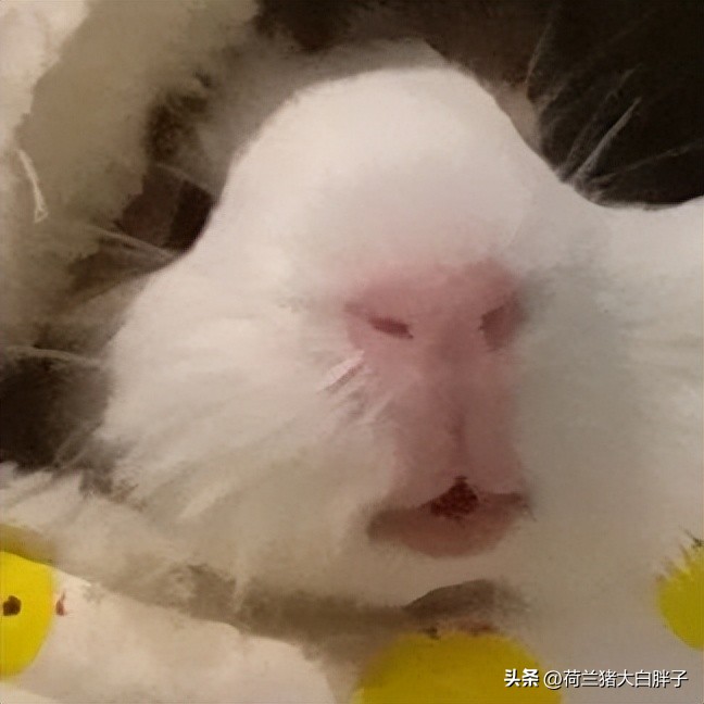 喂养荷兰猪它都吃什么,荷兰猪吃些什么东西怎么喂养的