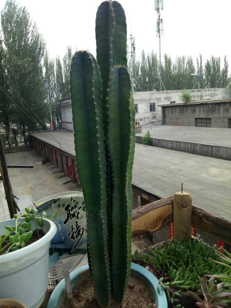 十大养不死的大型花,十大室外最好养活的花高大