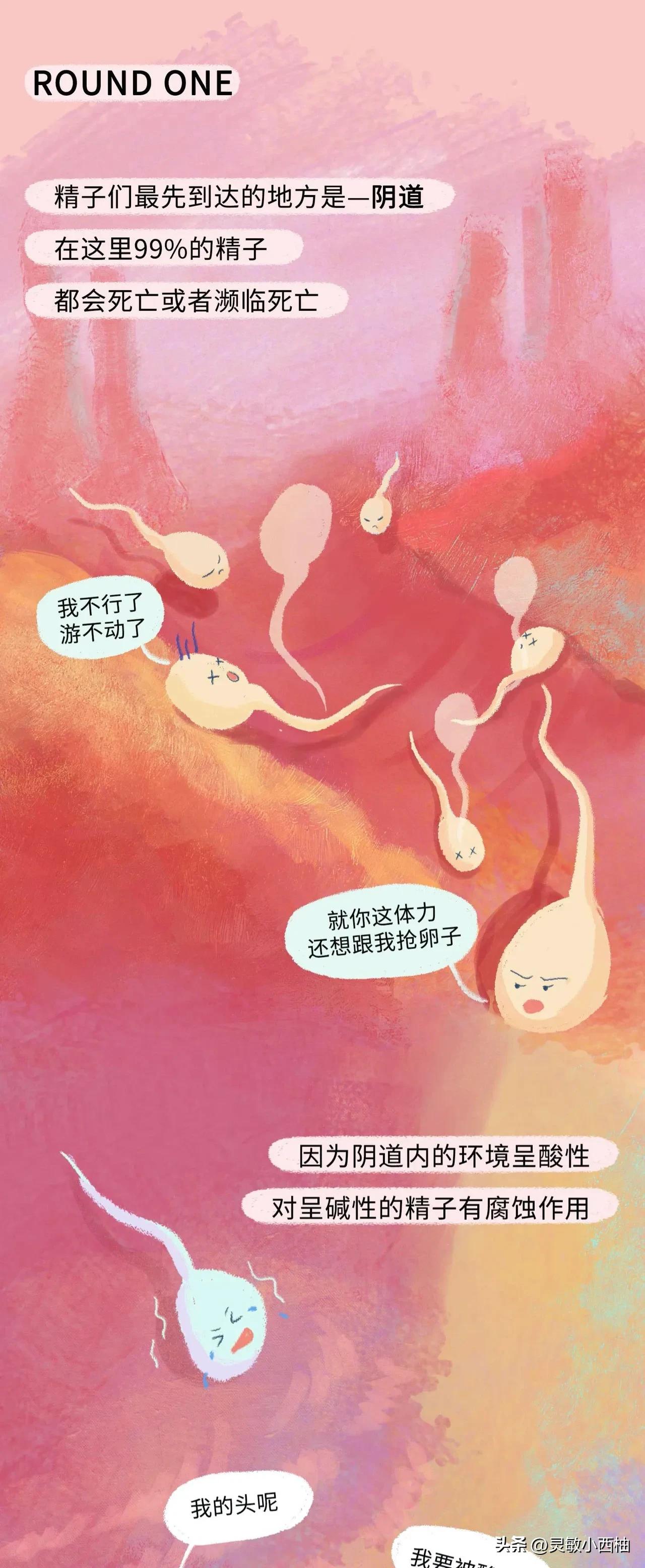 这就是精子进入女性体内的全过程，太神奇了！（漫画）