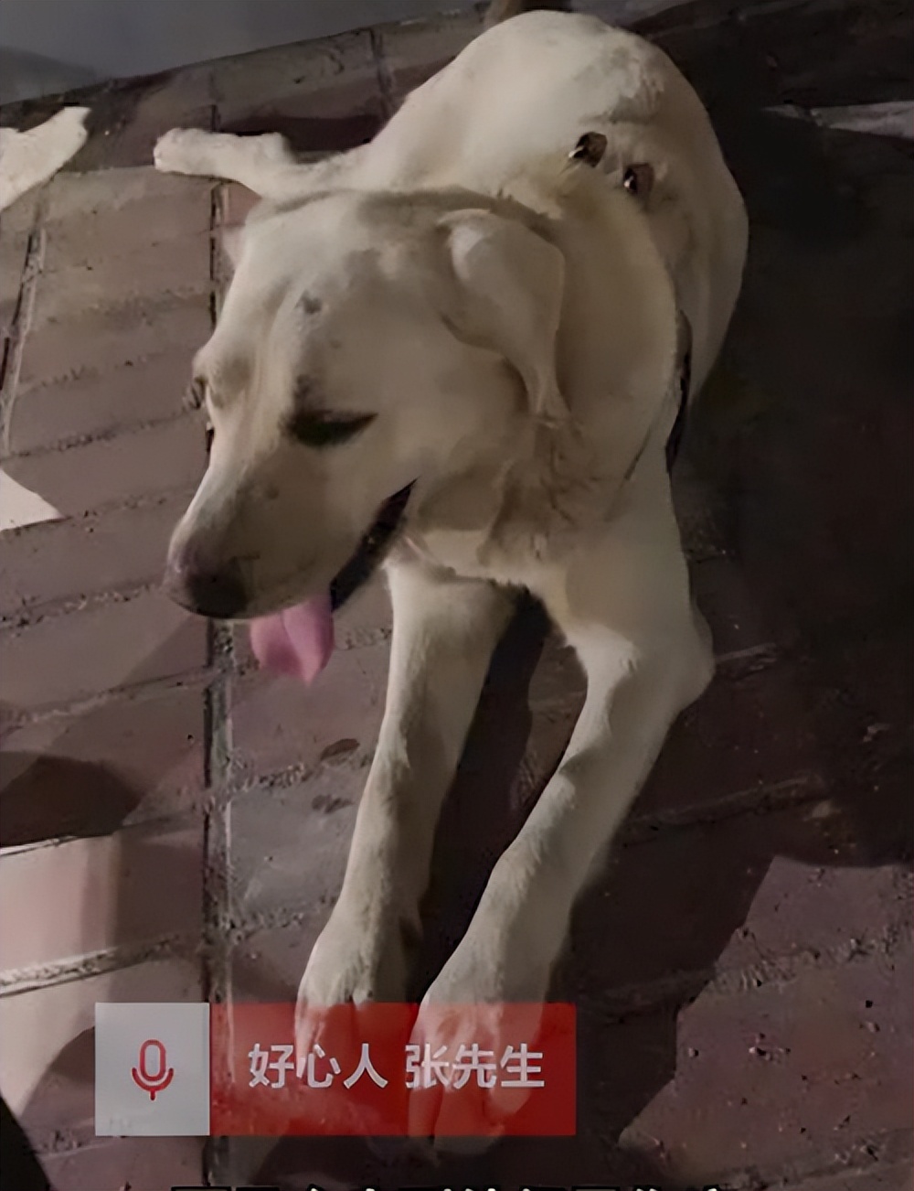 仰头喝水流浪狗被收养,流浪狗被捡回来养