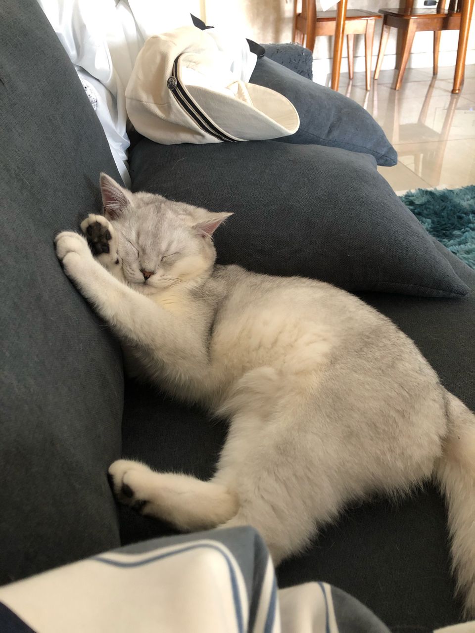 中医如何治疗猫咪尿路结石,猫狗肾结石