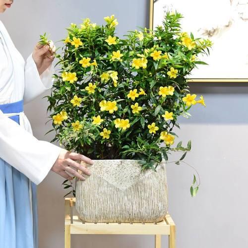 养花就养这几款花朵,养花大全喜阴的花卉