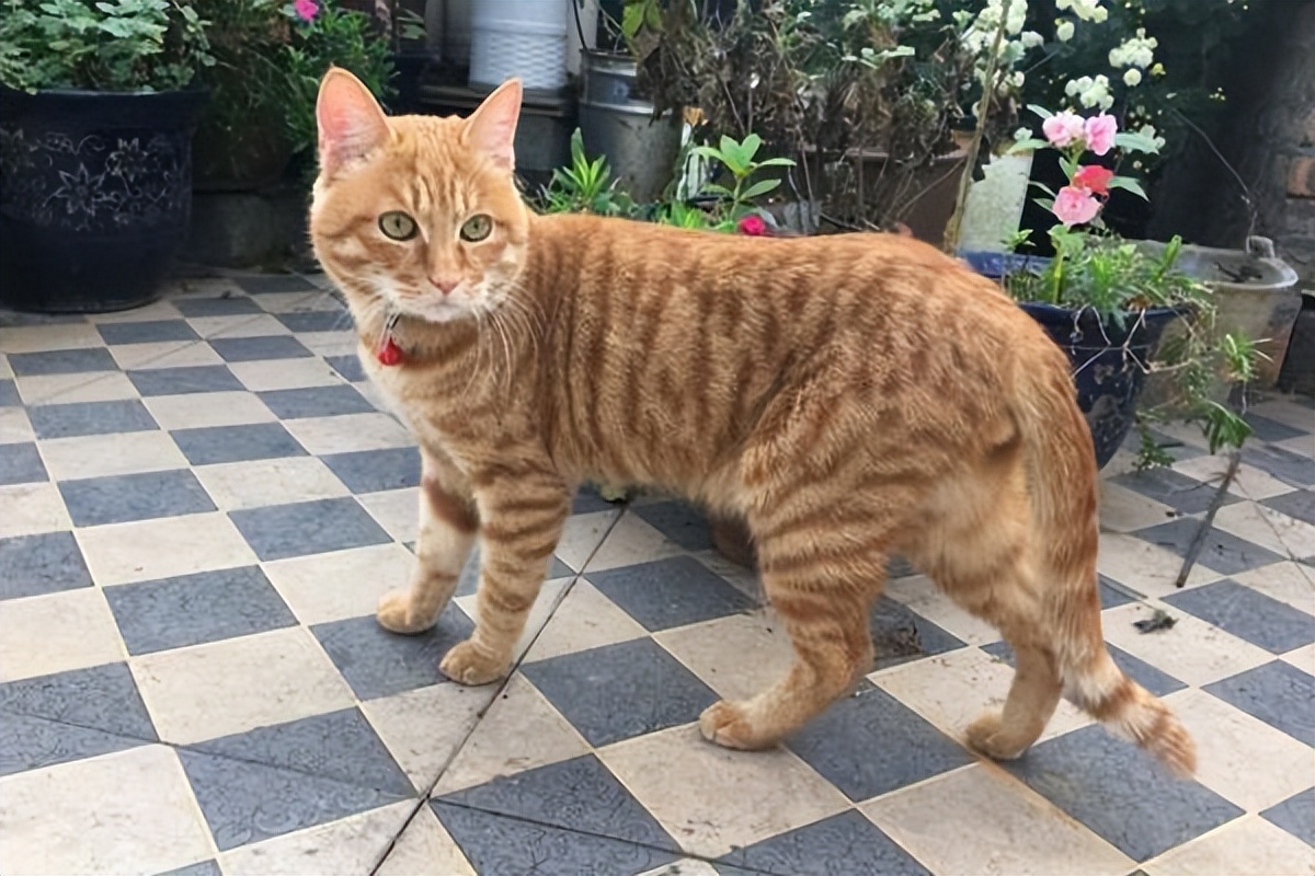 这5种猫堪称白眼狼养了也白养,新手最容易养的5种猫