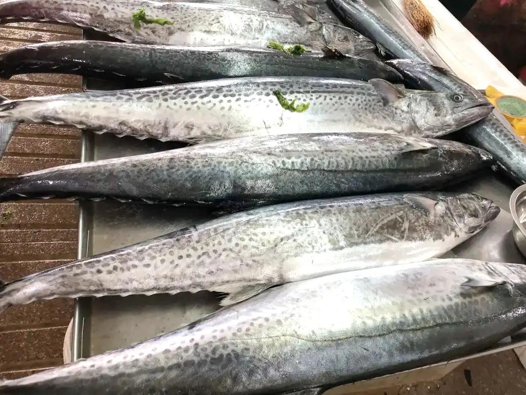 10种海鱼便宜营养价值高,30种最常吃的海鱼图片大全