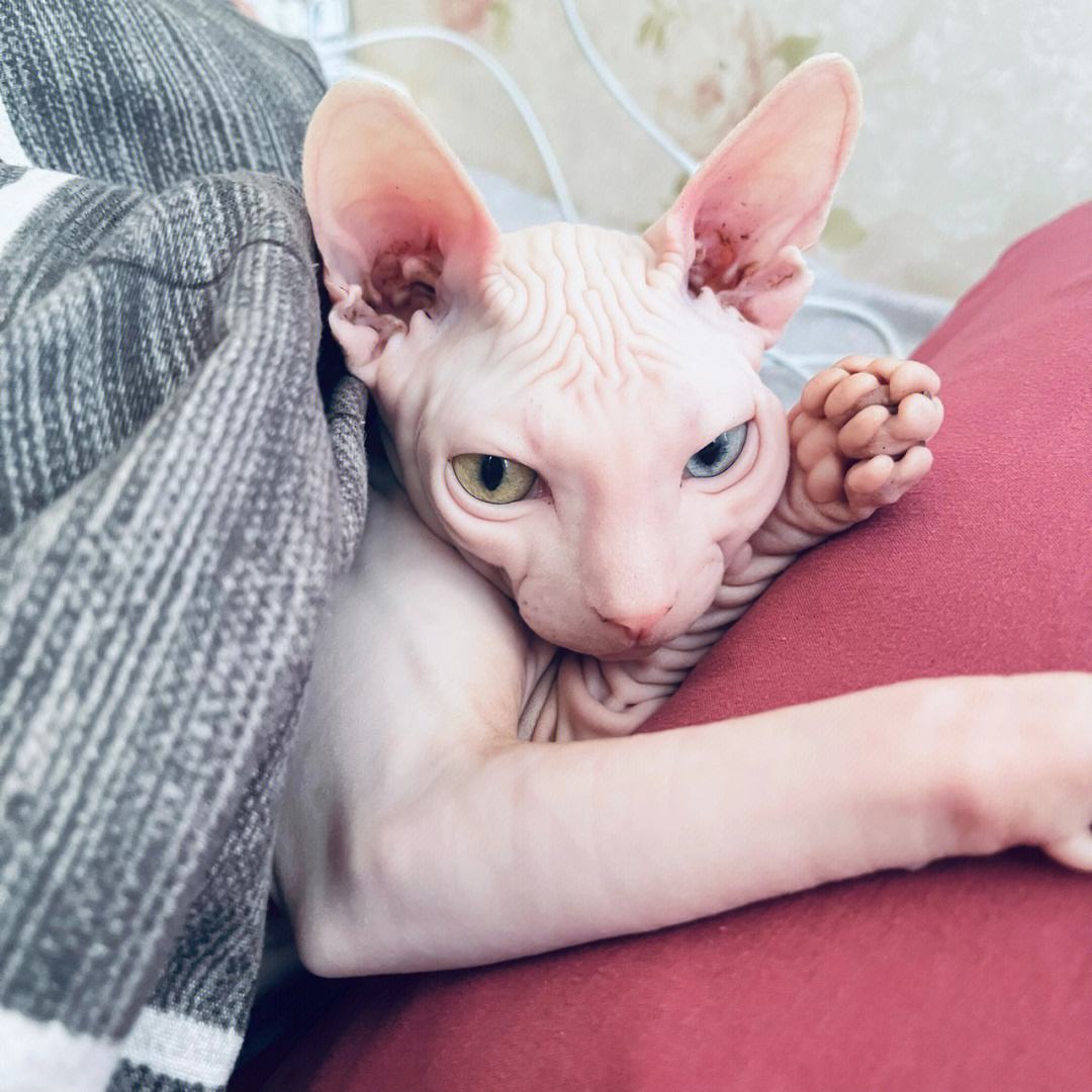 这5种猫堪称白眼狼养了也白养,这5种猫很忠诚一辈子值得养一只