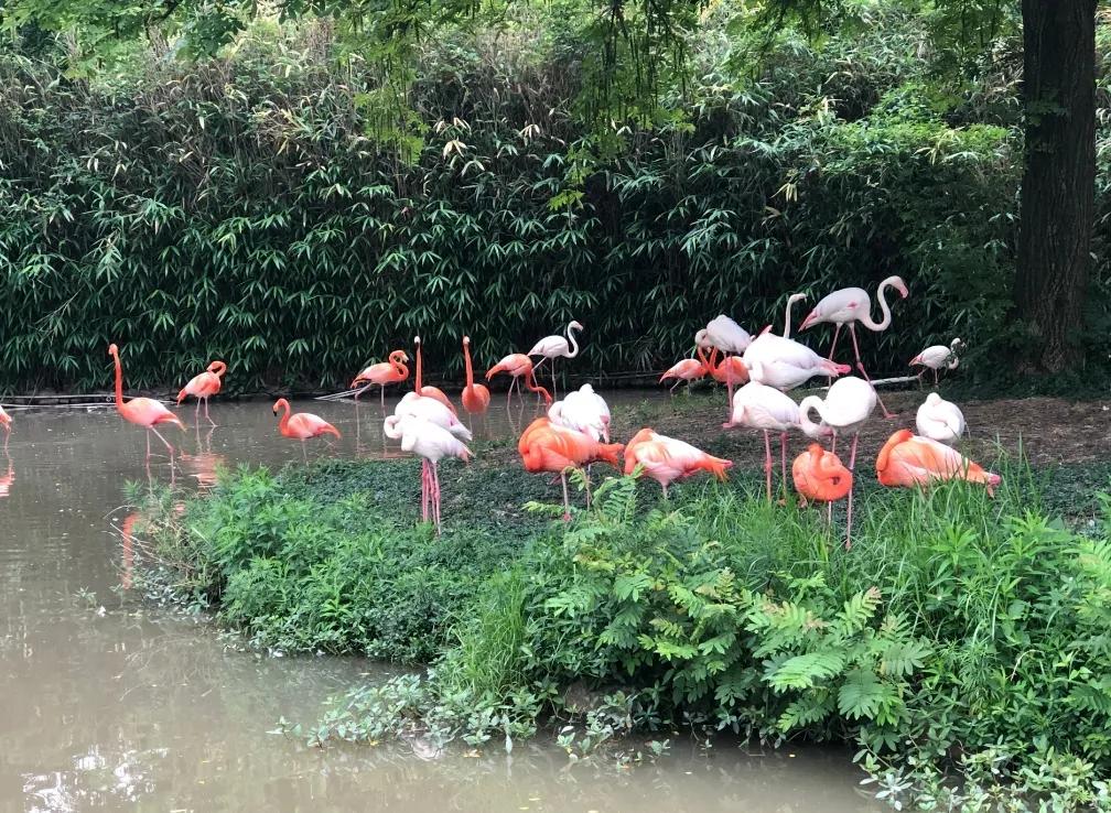上海动物园和野生动物园哪个好,上海动物园地址和路线