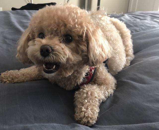 被奶奶宠坏的泰迪,泰迪狗被宠坏的表现