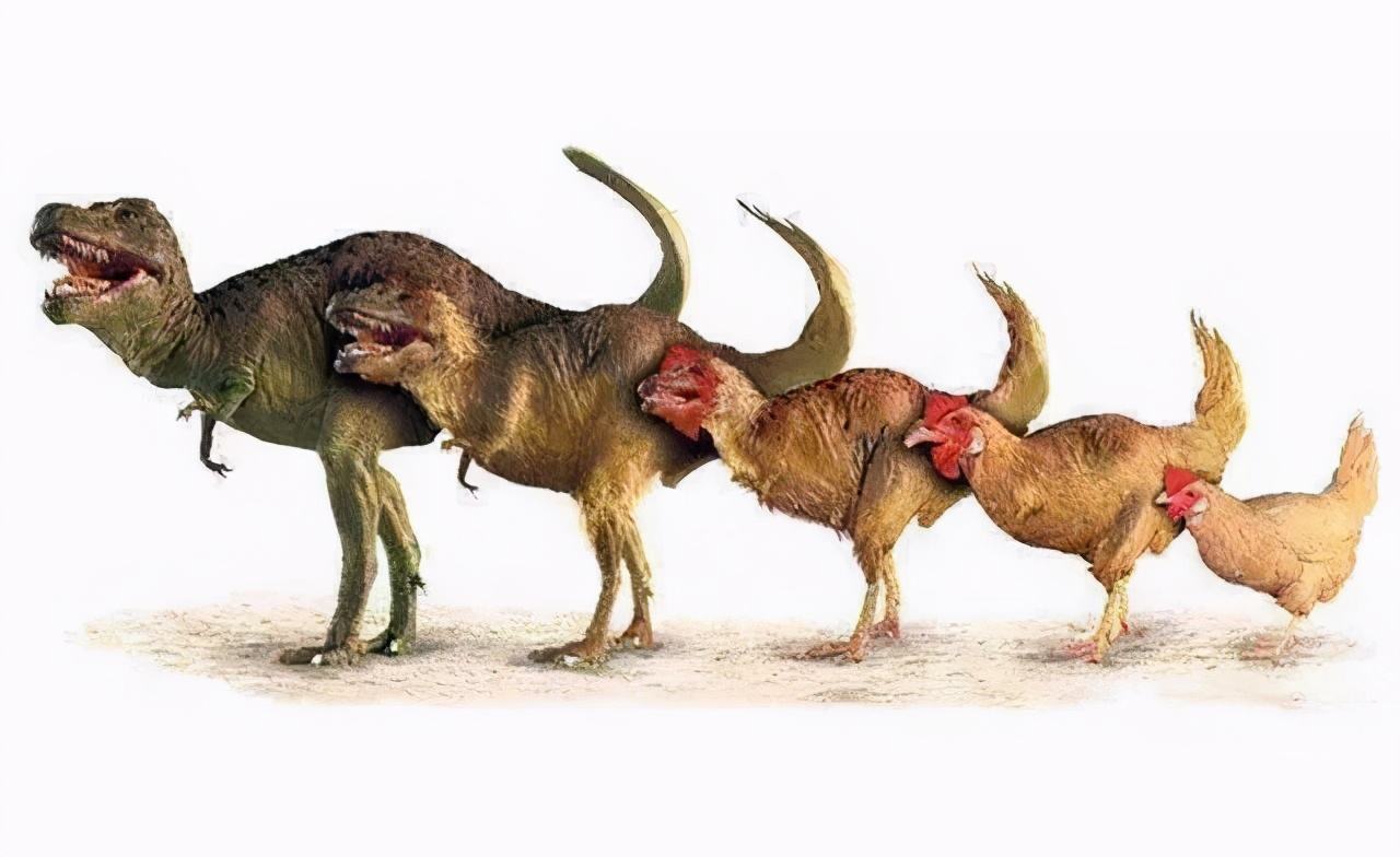 大型恐龙灭绝小型恐龙演化成鸟类,恐龙并没有灭绝而是进化成了鸡