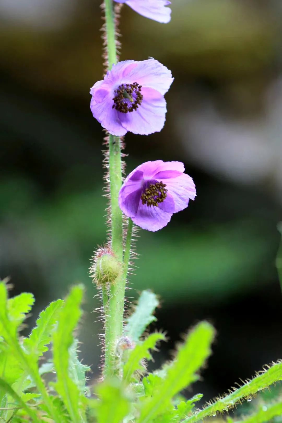 昆明七彩云南怎么样,七彩云南避暑家园