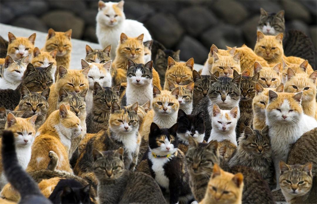 母猫交配完成后，满地打滚，甚至攻击公猫，为何“完事”就不认猫