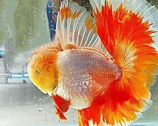 狮子头金鱼烂头炸鳞怎么治疗,狮子头金鱼头朝下怎么回事