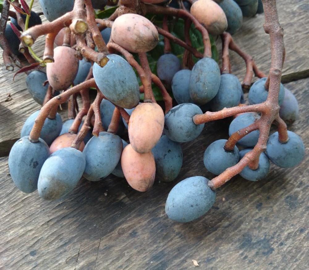 藤黄水果,藤黄科的水果有哪些