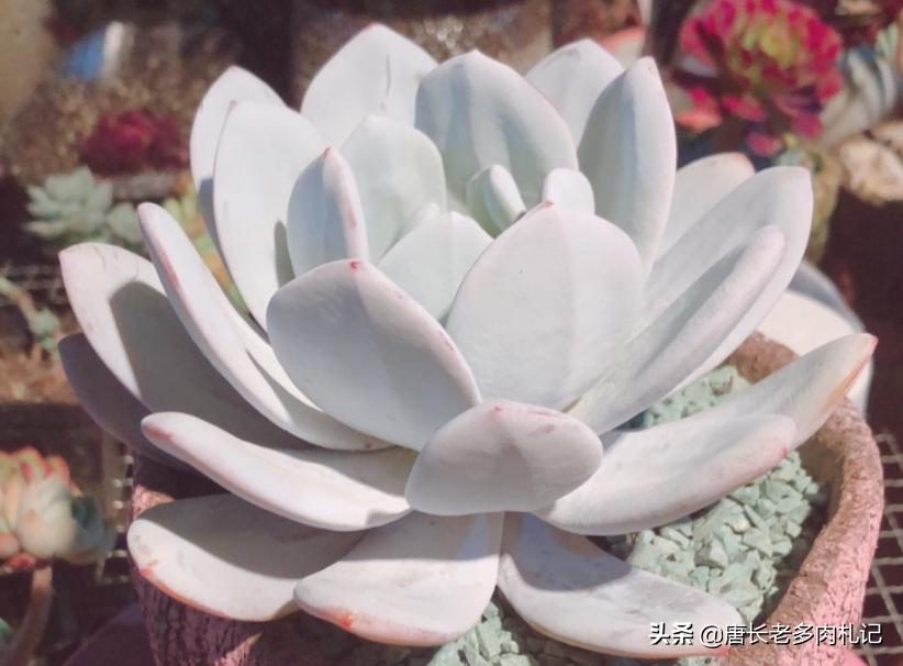 多肉雪莲如雪,多肉雪莲能去头吗