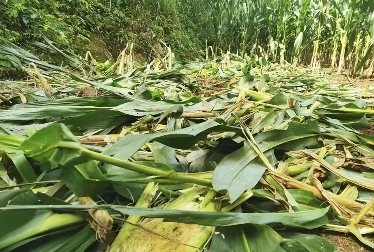 因为嘴馋！一男子自制猎套捕杀野猪被抓，为啥不准食用野猪肉？