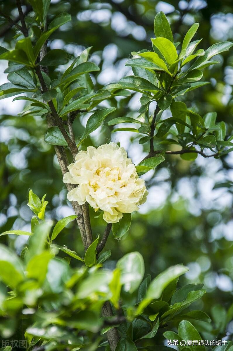石榴花壁纸生如夏花,石榴花盛开的夏天