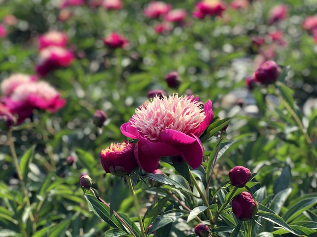 形容女人眼睛好看的句子,夸赞自己眼睛漂亮的句子