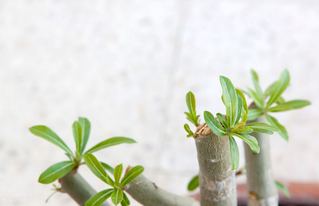 像它一样顽强的活着，等待着铅华洗尽，涅槃重生
