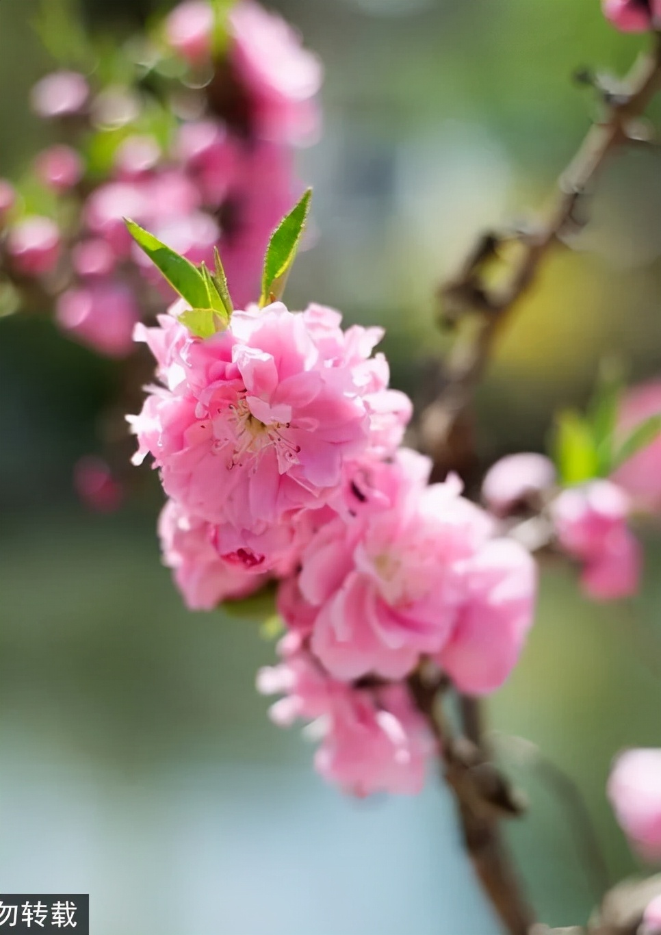 北京哪里风景美人少,北京哪里的园林秋景美