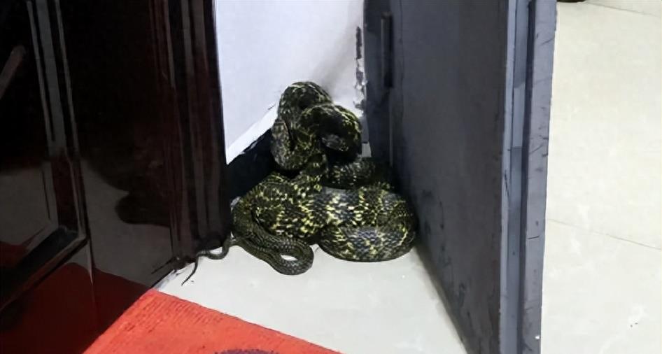 “蛇灭门”到底有多神奇？揭秘老人口中的杀蛇神器！