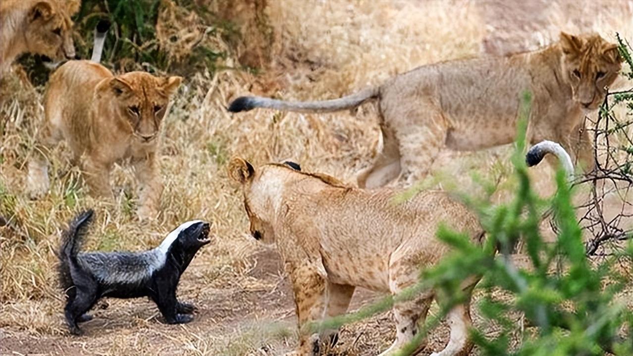 平头哥雷军简介,雷军平头哥对话