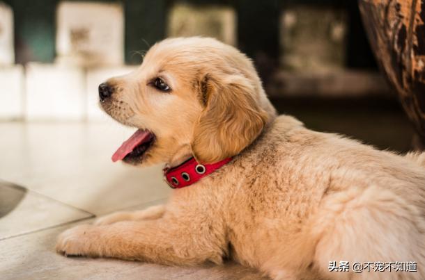 跳蚤卵什么环境下不存活,跳蚤的卵在什么条件下能生存