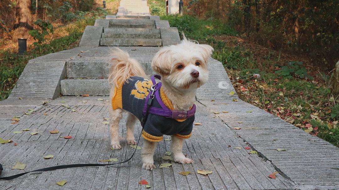 哪几种行为能让狗狗瞬间瘫痪,如何预防狗狗瘫痪