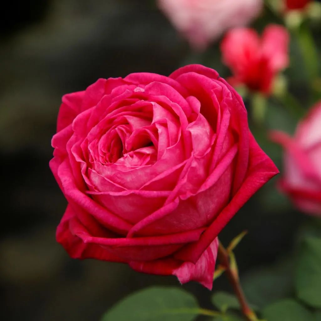 比较鲜又好养的月季品种,最值得养的大花浓香月季品种