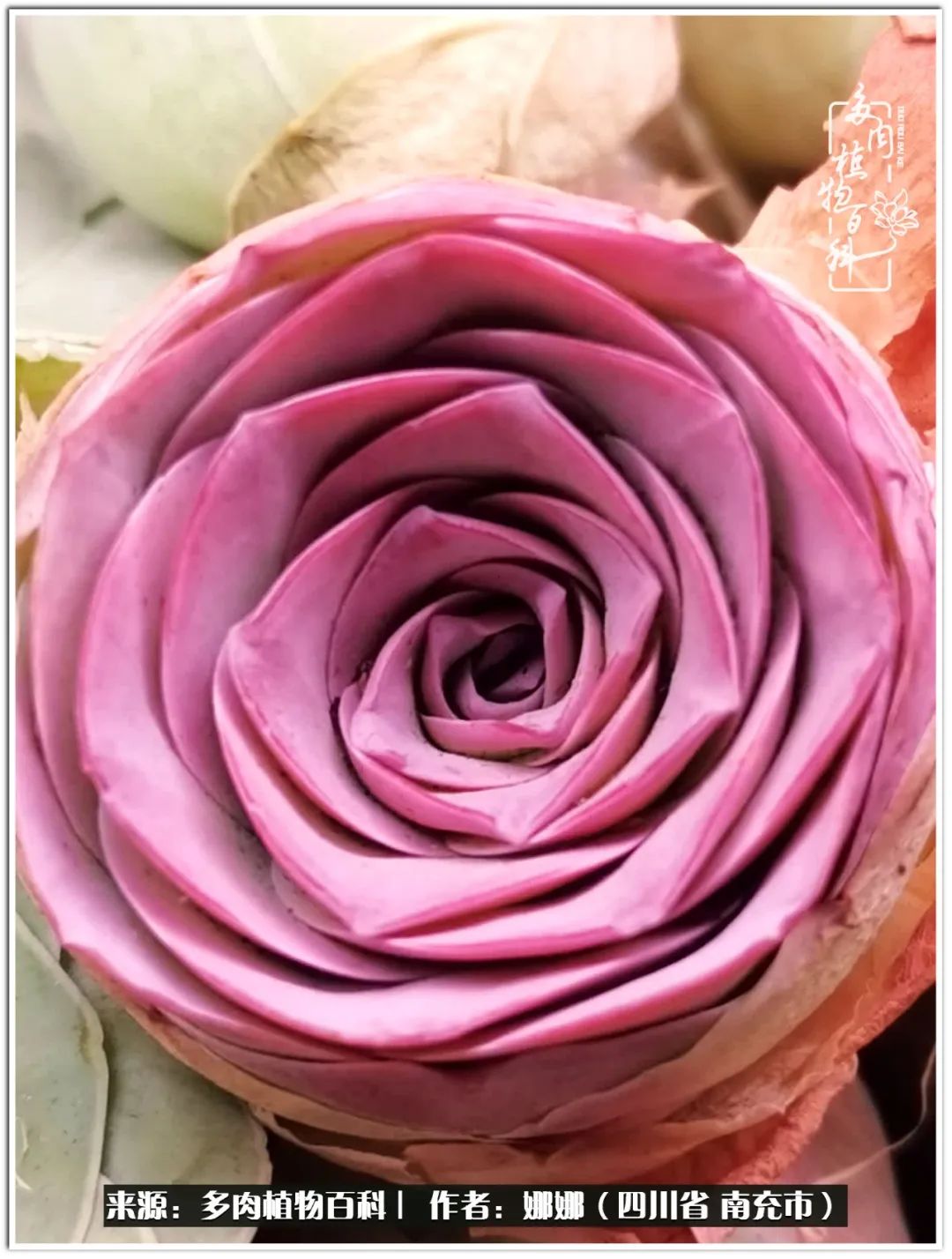 带刺的玫瑰阳台多肉,开花的玫瑰多肉