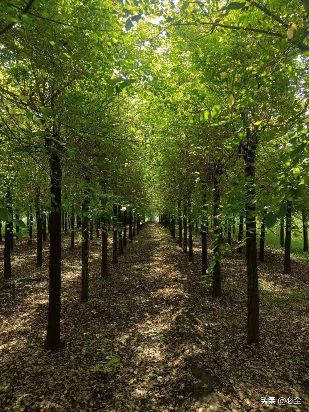 树干弯曲怎么修复,树苗主干弯曲怎么矫正