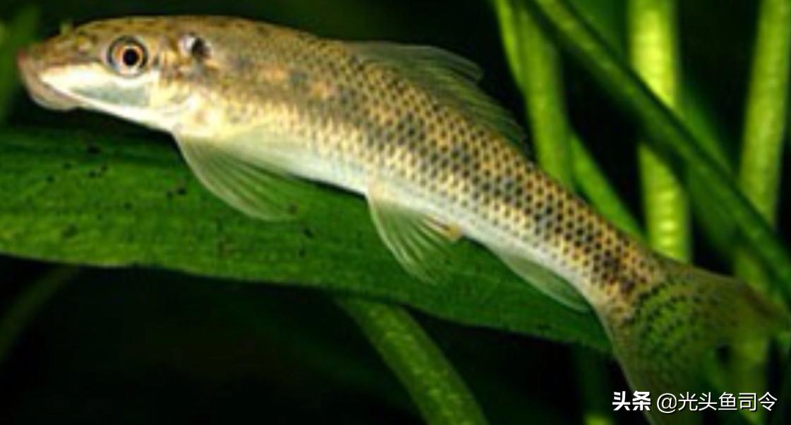 钓鱼钓到保护鱼种放了违法吗,钓鱼犯法的鱼类有哪些种类