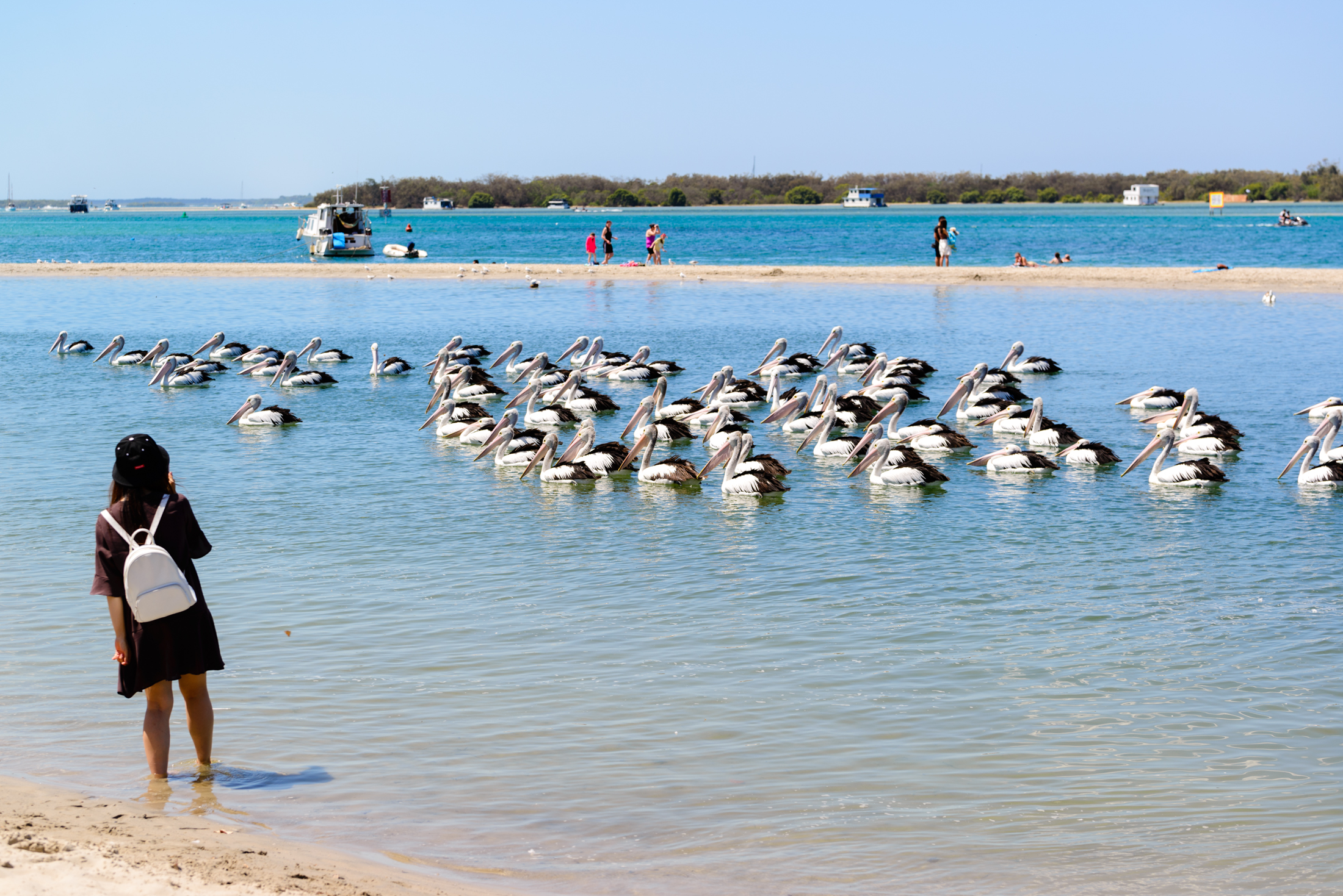 澳洲黄金海岸喂鹈鹕,澳洲海边鹈鹕