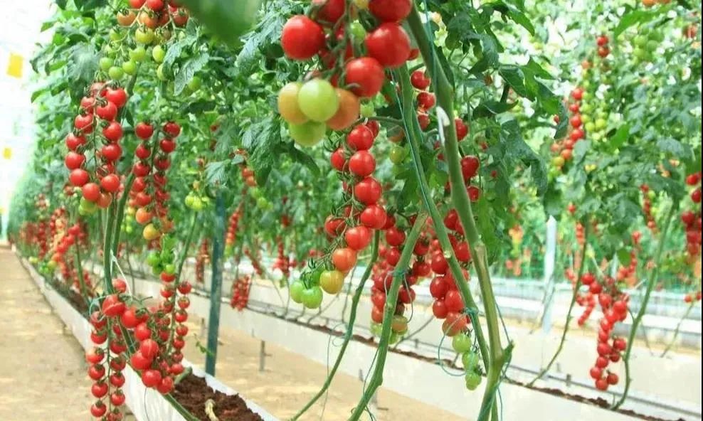 逛吃逛吃歌曲,逛吃逛吃