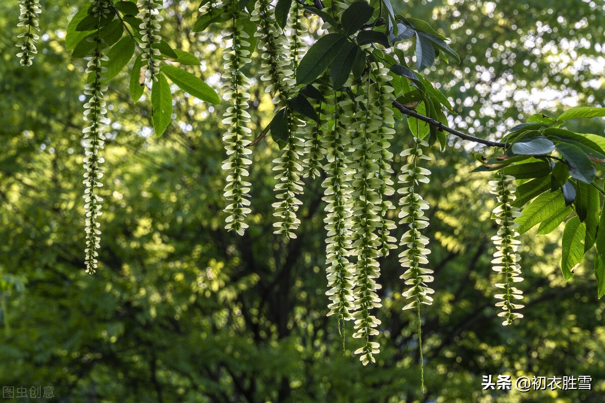 晚春枫杨古诗六首:榉柳枝枝弱,榉柳侵帘绿