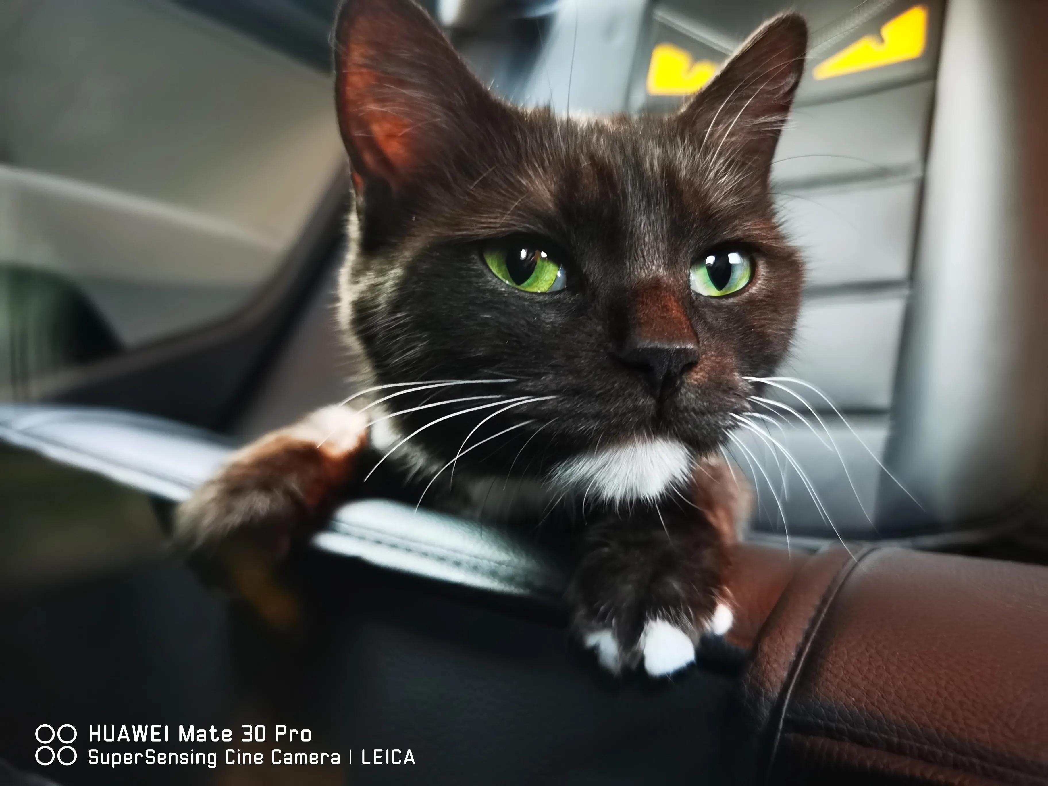 新手铲屎官适合养什么狗,铲屎官新手教程视频