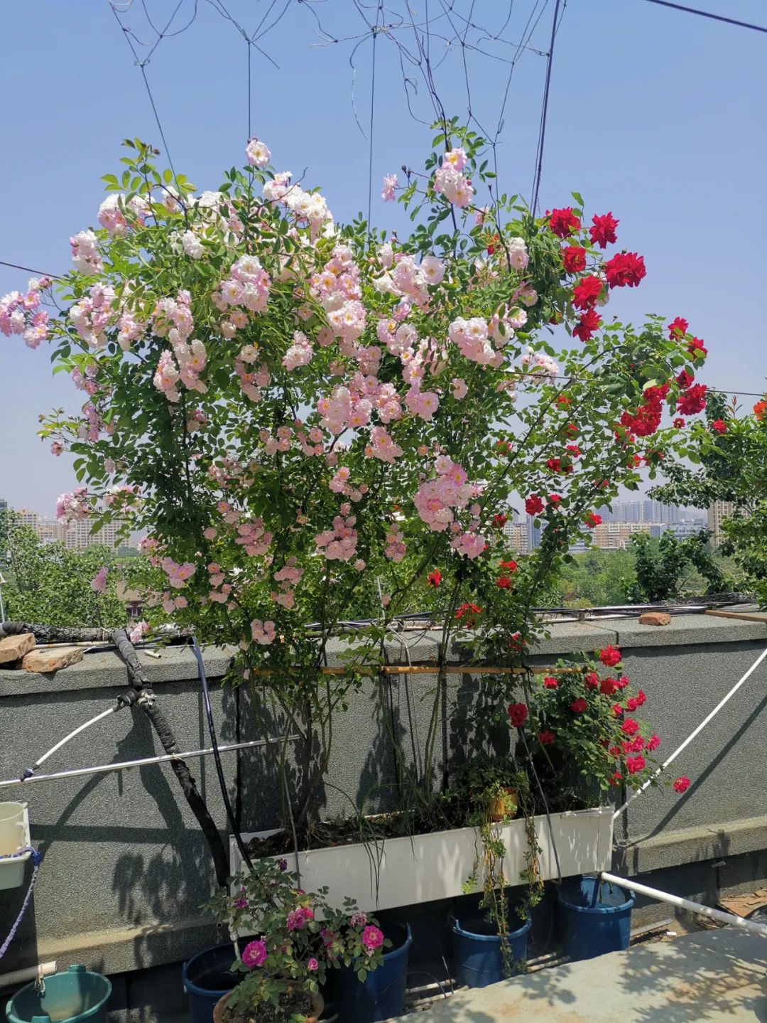 天冷了家里适合用花盆种菜吗,这个季节室内花盆可以种什么菜