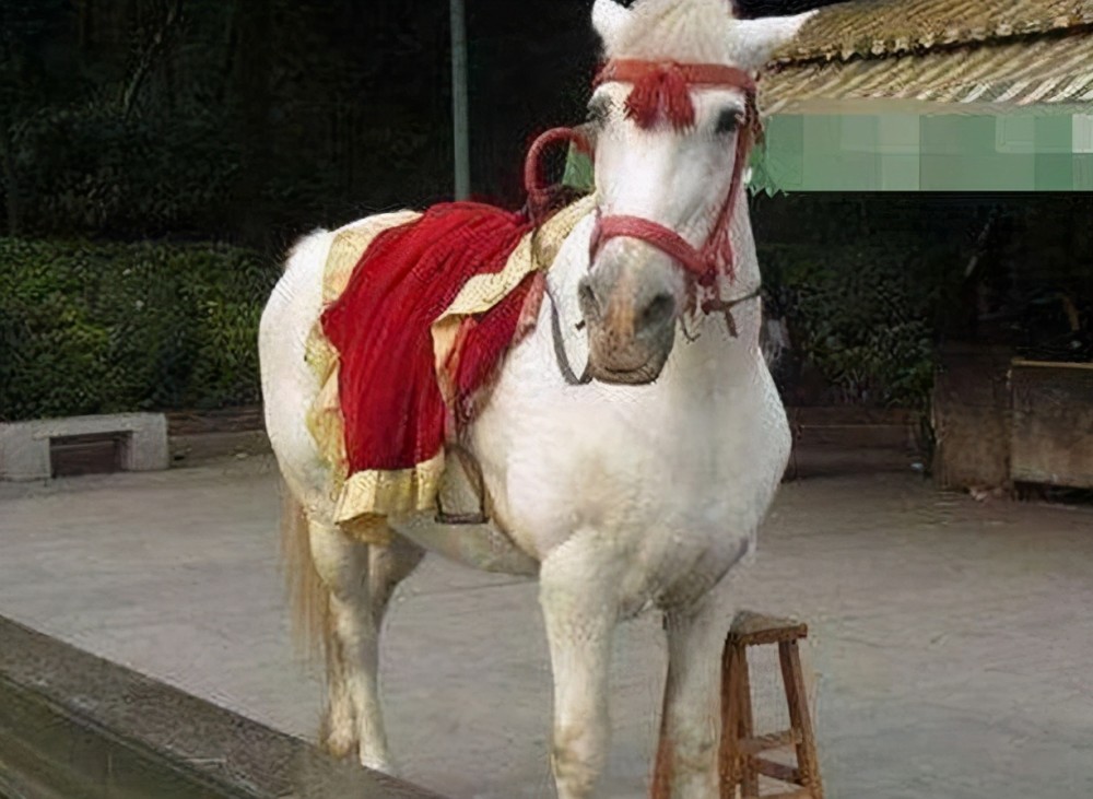 孙悟空和小白龙谁厉害,孙悟空为什么打小白龙