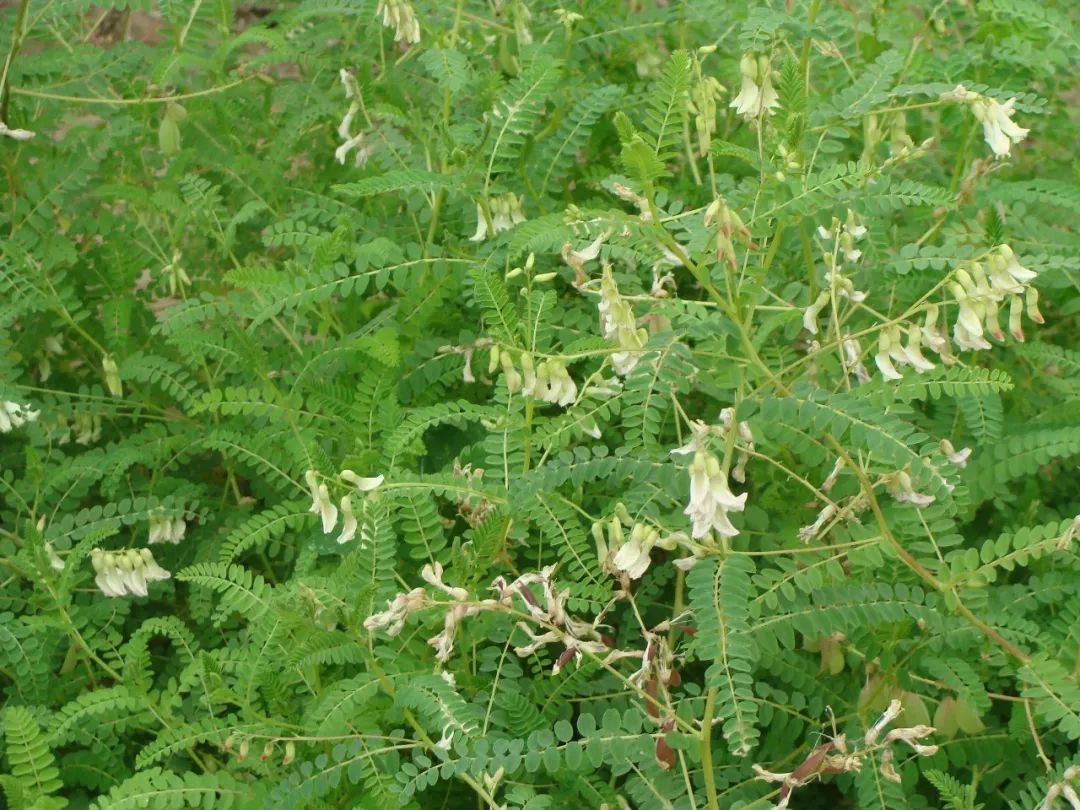 150种常见药用植物大全,150余种常见药用植物花期组图