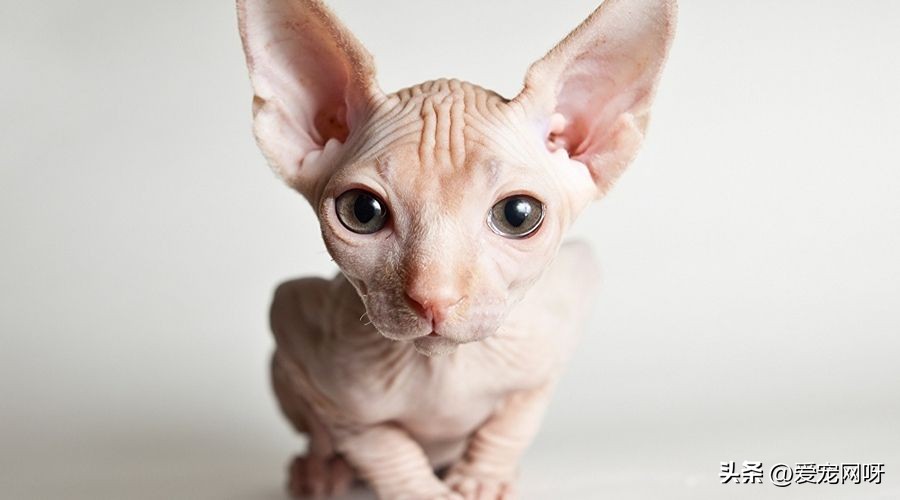 猫咪品种大全及图片,猫咪品种大全视频