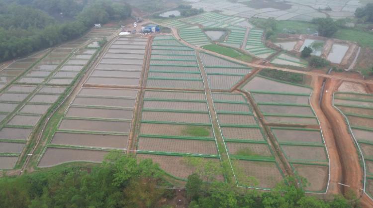 撂荒地变产业田有稻有蛙有虾有收入