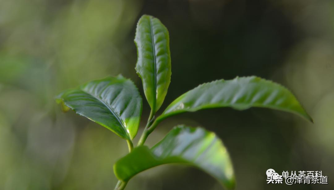 了解一下凤凰单丛,了解凤凰单丛