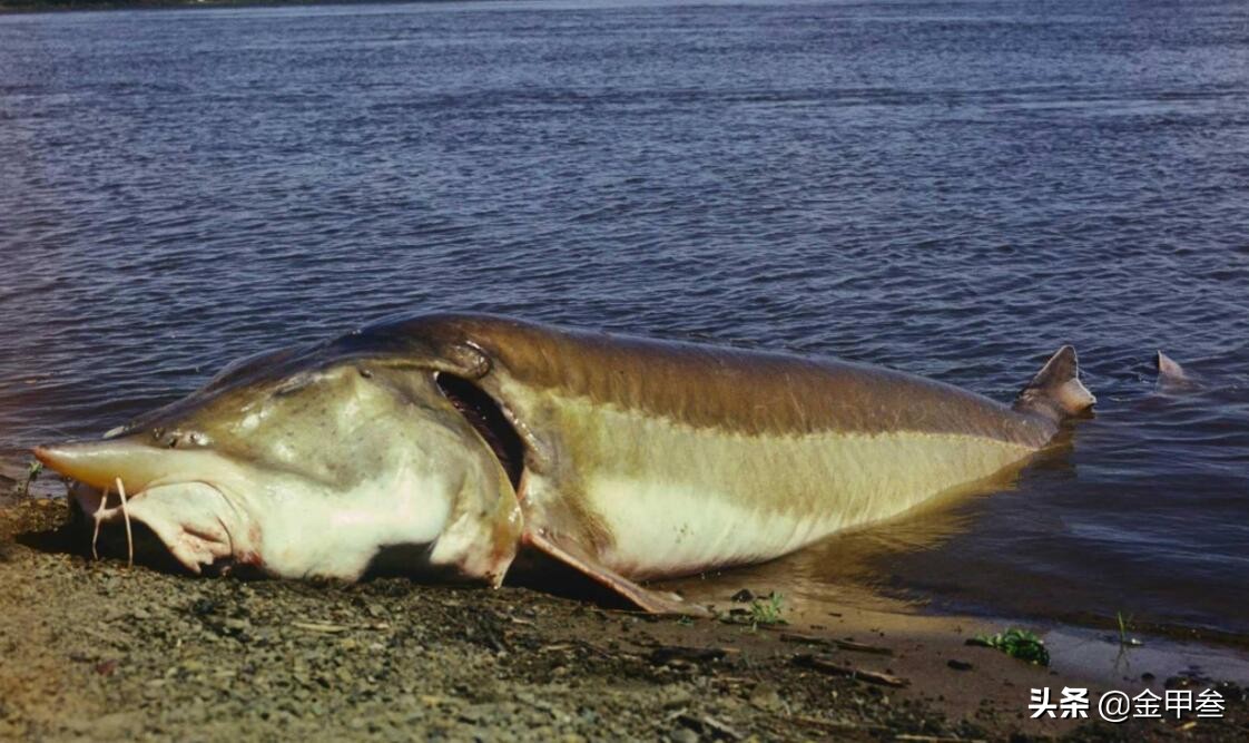 正宗老东北美食,二十多年的老东北美食