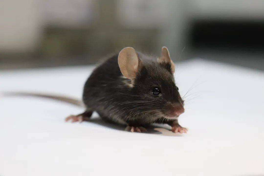 日本人动物胚胎实验长啥样,日本人动物胚胎实验