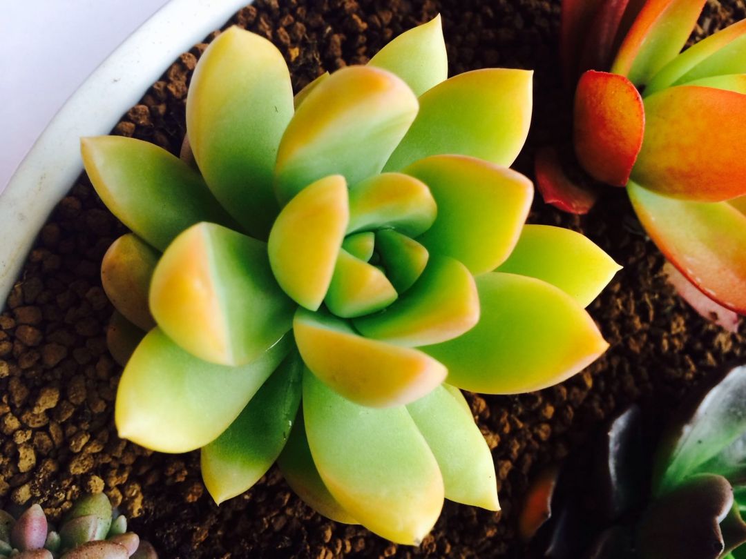 被称为“徒神”的黄丽,很多人都“嫌弃”,为啥容姐喜欢养?