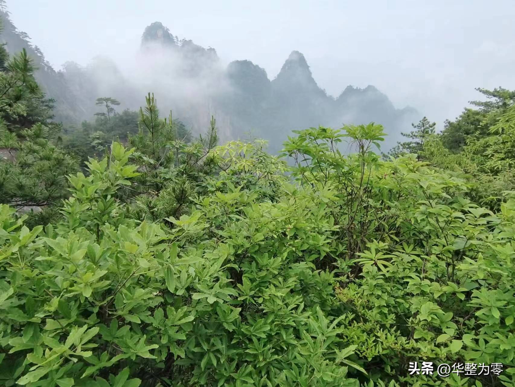 小黄山大明山全景,小黄山大明山在哪里