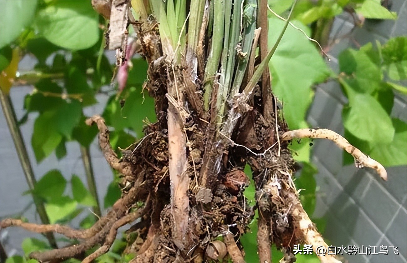 兰花盆白色,兰花盆有白色像霜的物质