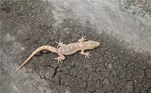 古代守宫砂灵验吗,古代守宫砂是什么原理