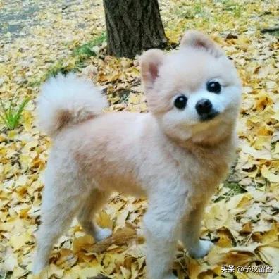 狗的种类常见宠物狗的品种及特点,宠物狗种类及特点