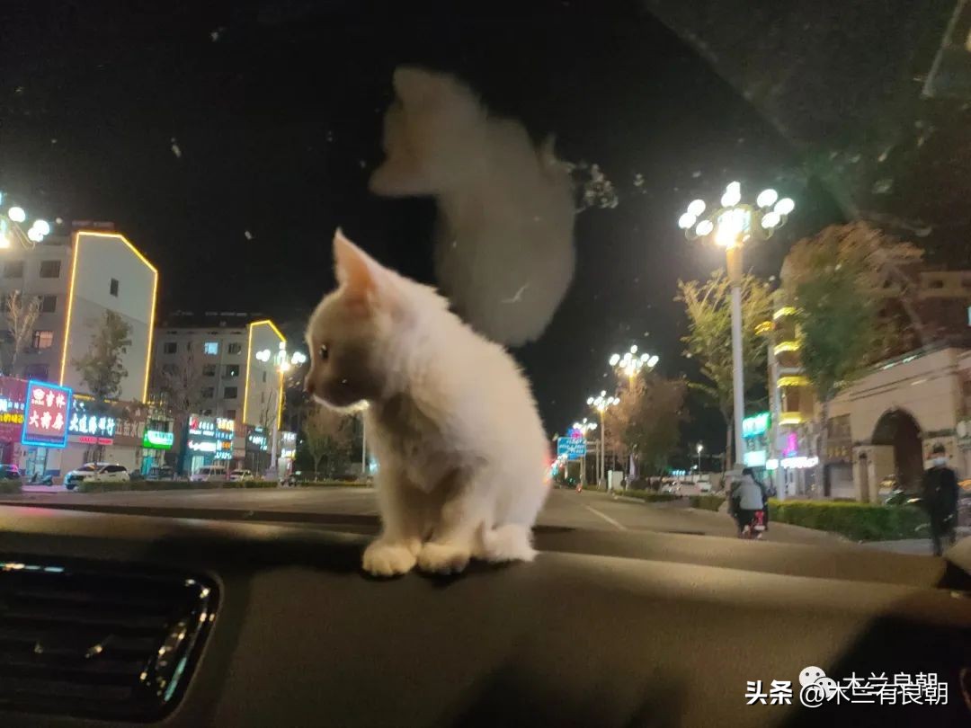 这回这妖精是真的要拆家了