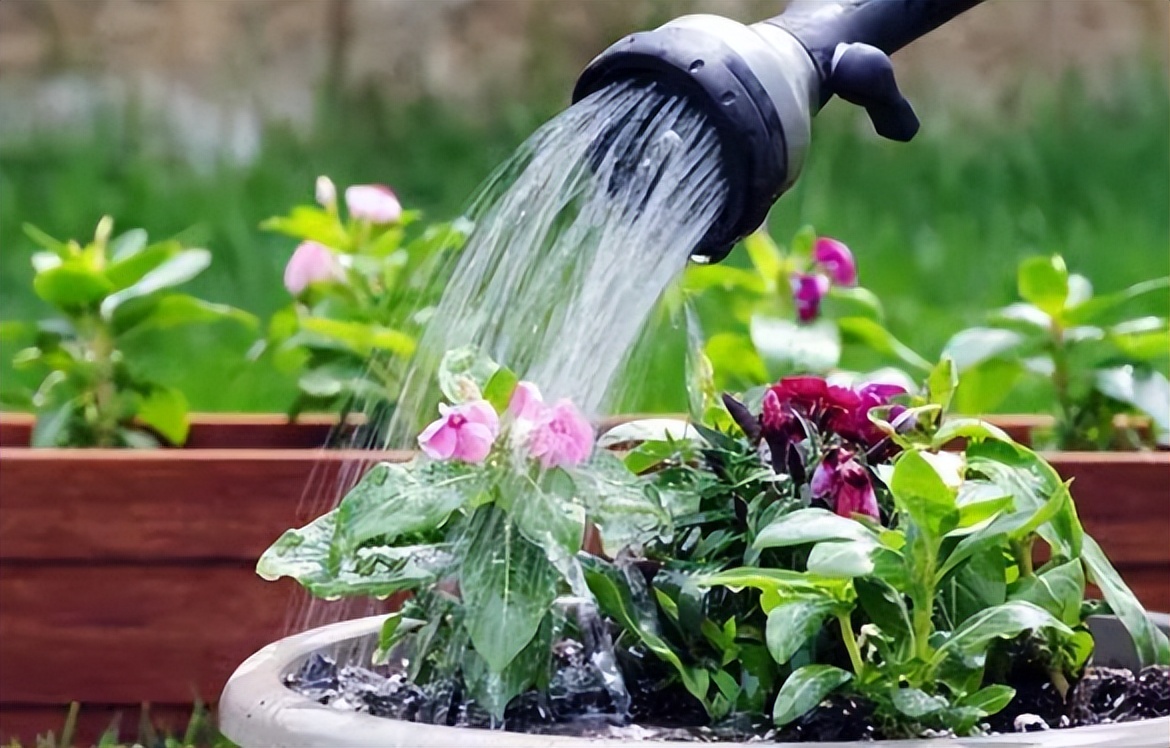 浇水后兰花盆底还是积了少量的水,给花浇水水全部从底部流走